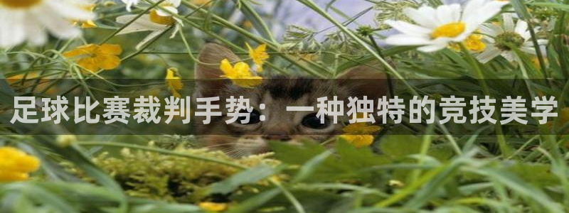 足球比赛裁判手势：一种独特的竞技美学